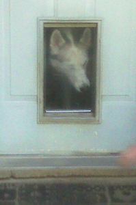 Maverick Previewing His New Home 09.jpg